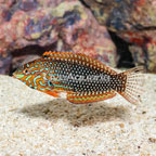 Leopard Wrasse EXPERT ONLY (click for more detail)