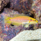 Yellow Candy Hogfish (click for more detail)