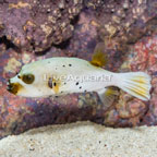 Dogface Puffer [Blemish] (click for more detail)
