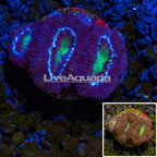 LiveAquaria® cultured Acan Lord Coral (click for more detail)