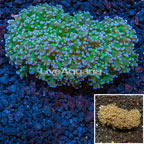 Frogspawn Coral Australia (click for more detail)