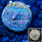 LiveAquaria® Cultured Pavona Coral (click for more detail)