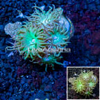 LiveAquaria® Cultured Ultra Duncan Coral (click for more detail)