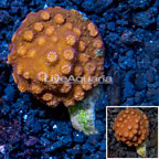 LiveAquaria® Cultured Cyphastrea Frag (click for more detail)
