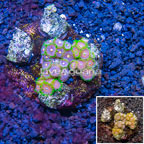 Zoanthus Coral Indonesia (click for more detail)