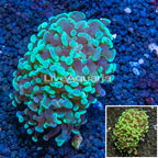 LiveAquaria® Cultured Hammer Coral (click for more detail)