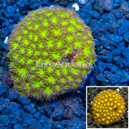 LiveAquaria® Cultured Leptastrea (click for more detail)