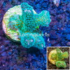 LiveAquaria® Cultured Stylophora Coral (click for more detail)