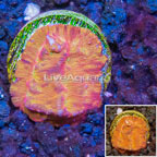 LiveAquaria® Cultured Leptoseris Coral (click for more detail)