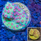 LiveAquaria® Cultured Cyphastrea Frag (click for more detail)