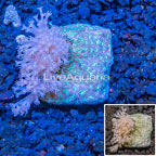LiveAquaria® Cultured Pom Pom Xenia and Leptoseris Coral (click for more detail)