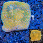 LiveAquaria® Cultured Montipora Coral (click for more detail)