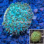 LiveAquaria® Cultured Galaxea Coral (click for more detail)