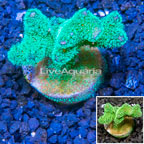 LiveAquaria® Cultured Stylophora Coral (click for more detail)