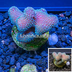LiveAquaria® Cultured Stylophora Coral (click for more detail)