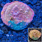 LiveAquaria® Cultured Ultra Chalice Coral (click for more detail)