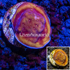 LiveAquaria® cultured Psammacora Coral  (click for more detail)