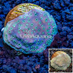 LiveAquaria® Cultured Pavona Coral (click for more detail)
