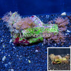 Waving Hand Coral Vietnam (click for more detail)