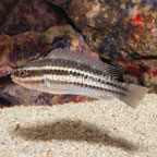 Princess Parrotfish Juvenile (click for more detail)