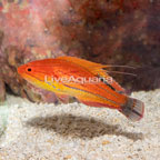 Carpenter's Flasher Wrasse (click for more detail)