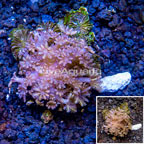 Xenia Coral Indonesia (click for more detail)