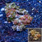 Zoanthus Coral Vietnam (click for more detail)