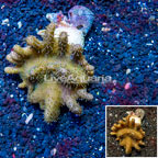 Devil's Hand Leather Coral Indonesia (click for more detail)