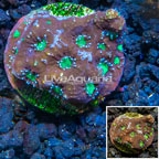 LiveAquaria® Cultured Favia Coral (click for more detail)