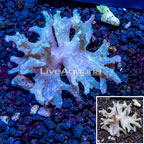 Sinularia Leather Coral Vietnam (click for more detail)