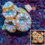 LiveAquaria® Cultured Acan Lord Coral (click for more detail)