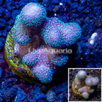 LiveAquaria® Cultured Stylophora Coral (click for more detail)