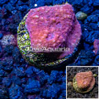 LiveAquaria® Cultured Ultra Chalice Coral (click for more detail)