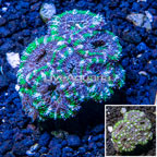 LiveAquaria® Cultured Acan Lord Coral (click for more detail)