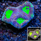 LiveAquaria® Cultured Goniastrea Brain Coral (click for more detail)