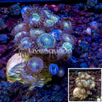 LiveAquaria® Cultured Zoanthus Coral (click for more detail)