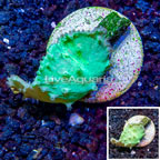 LiveAquaria® Cultured Cabbage Leather Coral (click for more detail)