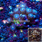 LiveAquaria® Cultured Zoanthus Coral (click for more detail)