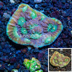 LiveAquaria® Cultured Ultra Chalice Coral (click for more detail)