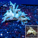 Sinularia Leather Coral Vietnam (click for more detail)