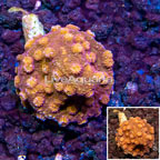 LiveAquaria® Cultured Cyphastrea Frag (click for more detail)