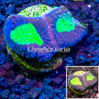 LiveAquaria® Cultured Goniastrea Coral (click for more detail)