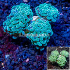 LiveAquaria® Cultured Hammer Coral (click for more detail)