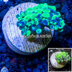 LiveAquaria® Cultured Hammer Coral (click for more detail)