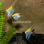 Captive-Bred Gold Angelfish, Trio (click for more detail)