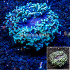 LiveAquaria® Cultured Hammer Coral (click for more detail)
