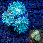 LiveAquaria® Cultured Ultra Duncan Coral (click for more detail)