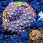 LiveAquaria® Cultured Cyphastrea Frag (click for more detail)