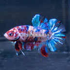 Candy Koi Plakat Halfmoon Betta, Male (click for more detail)