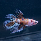 Koi Crowntail Betta, Male (click for more detail)